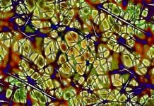 Have scientists found a way of halting and reversing neurodegeneration? Have scientists found a way of halting and reverting Neurodegeneration?