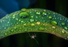 Lab experiment eliminates malaria virus carried in mosquitoes Lab experiment eliminates malaria virus carried in mosquitos