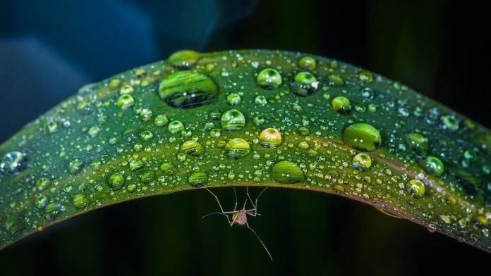 Lab experiment eliminates malaria virus carried in mosquitos