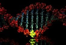 Sleeping Beauty mutagenesis used to classify a form of liver cancer The use of Sleeping Beauty mutagenesis to classify fatty liver-associated liver cancer