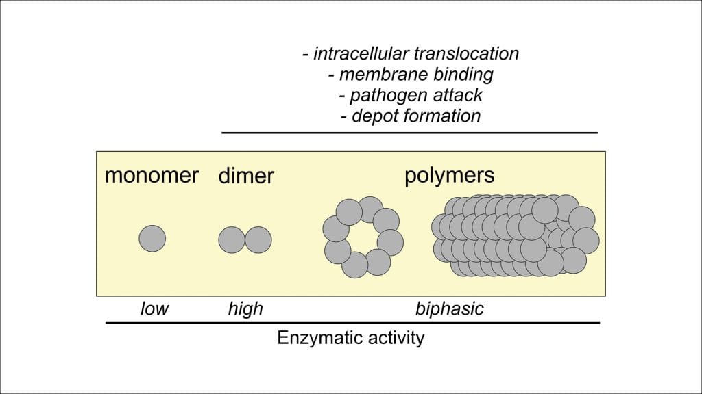What do you know about the advantages of oligomerisation?