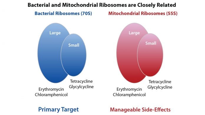 Michael Lisanti and antibiotics: the next cancer revolution