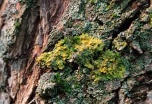 Medical benefits of cannabis may be less effective than the liverwort plant Medical benefits of cannabis may be less effective than the liverwort plant