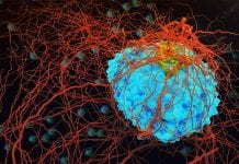 Are Mycoplasma bacteria sneaking past our line of defence? Are Mycoplasma bacteria sneaking past our line of defence?