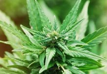Motor neuron disease symptoms may be relieved by cannabis sativa plant