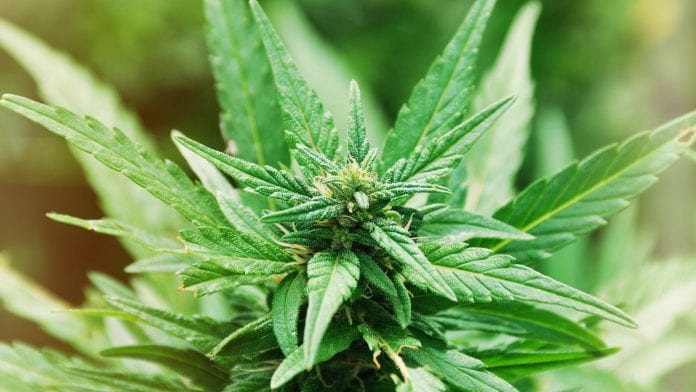 Motor neuron disease symptoms may be relieved by cannabis sativa plant