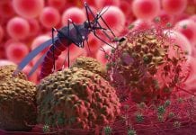 Have you heard the buzz about the new malaria prevention drugs? Have you heard the buzz about the new malaria prevention drugs?