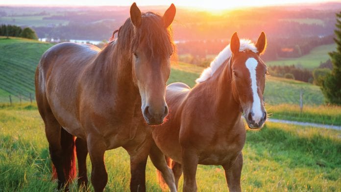 Horses running in field