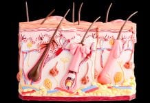 The importance of cilia cells, the hairs inside your brain The importance of cilia cells, the hairs inside your brain