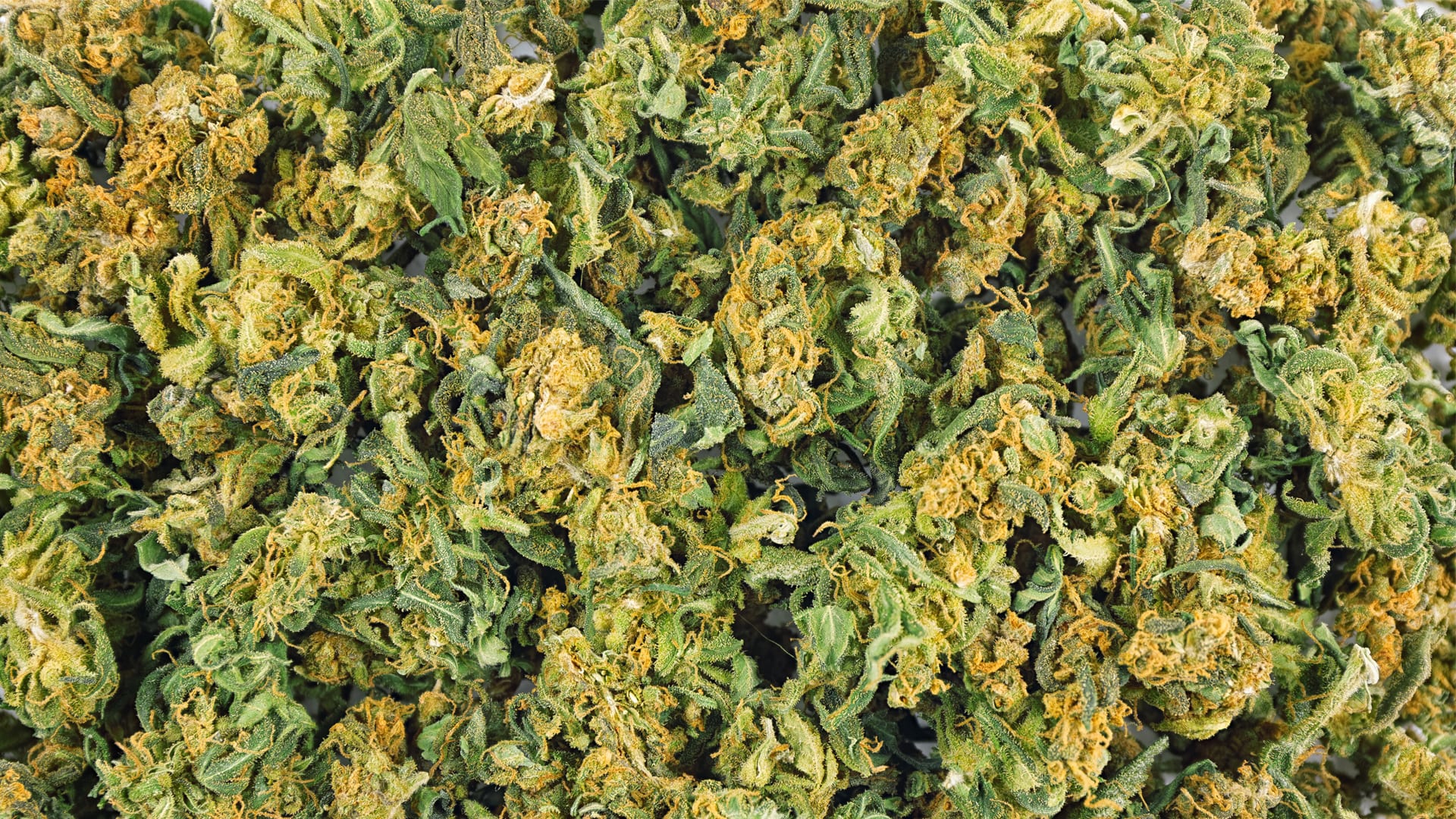 Medicinal cannabis or recreational cannabis?