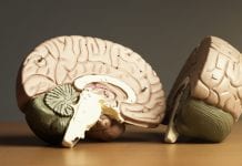 Neurodegenerative diseases: searching for a cure Neurodegenerative diseases: searching for a cure