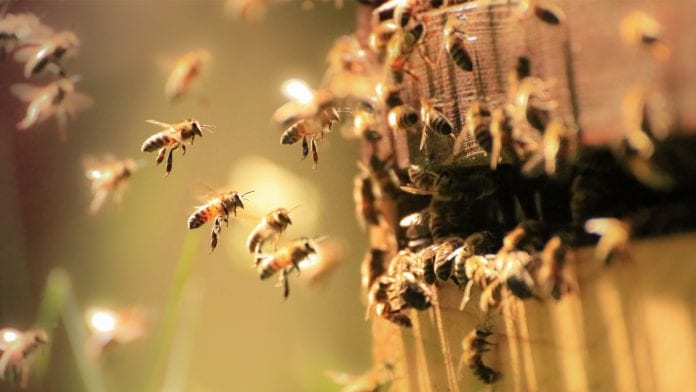 Varroa destructor: the bee parasites that feed on fatty organs, not blood