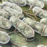 Using gene expression to better understand Salmonella