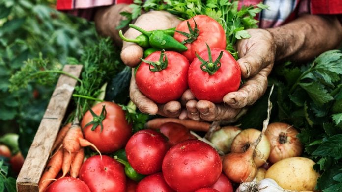 Gene editing capsaicinoids: should researchers engineer a spicy tomato?