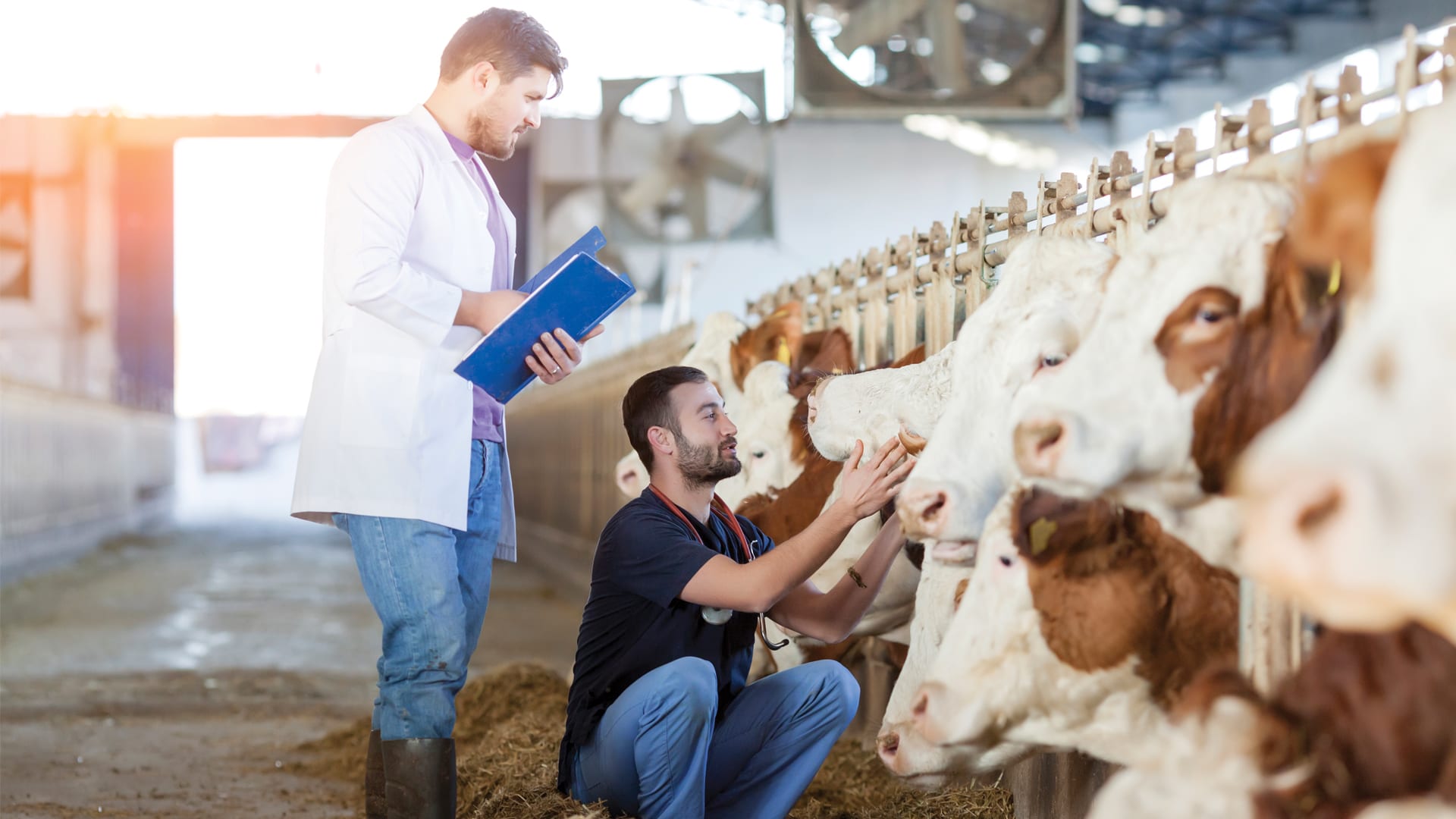 Reducing use of Medicines in Agriculture