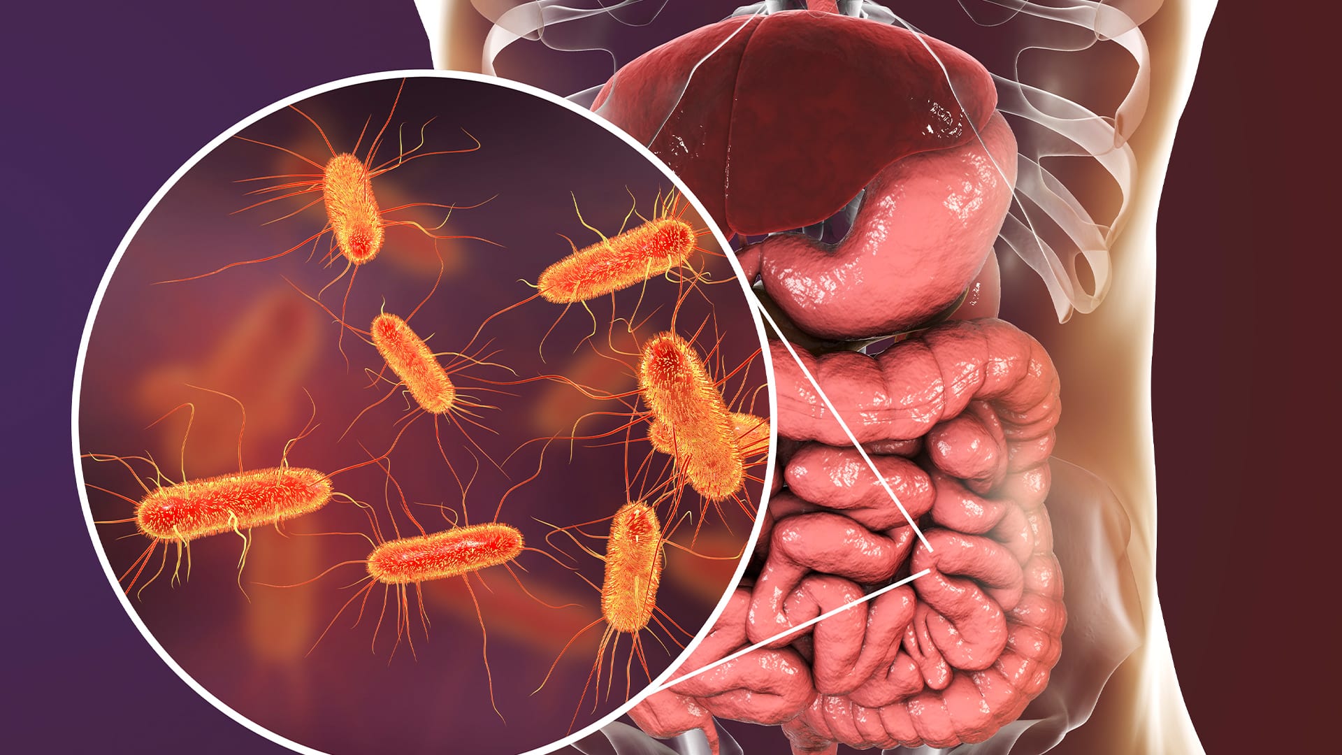 Could human gut bacterium reveal possible connection to depression