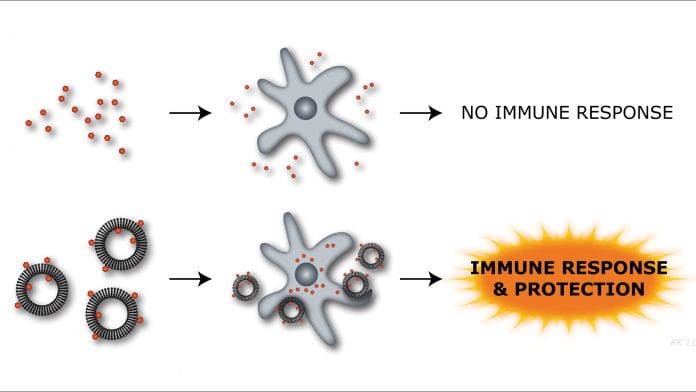 Vaccine adjuvants – an essential constituent in modern vaccines!