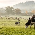 SyrinJector takes livestock vaccination to the next level