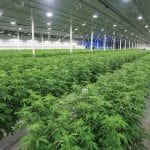 Exploring patient experience with Aurora Cannabis