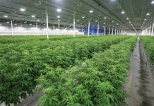 Exploring patient experience with Aurora Cannabis