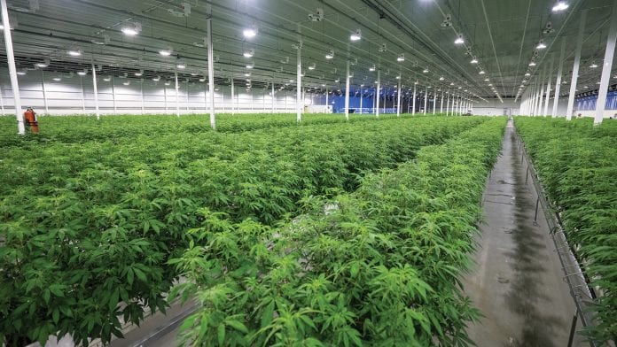 IMAGE H8 AURORAC1 24547 Exploring patient experience with Aurora Cannabis