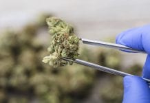 Could the UK be a leader in the medical cannabis industry?
