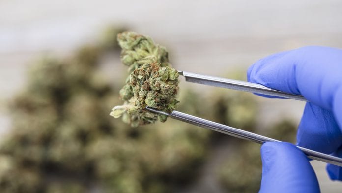 Could the UK be a leader in the medical cannabis industry?