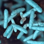 Gut microbiota: 2,000 unknown bacteria discovered in the human gut