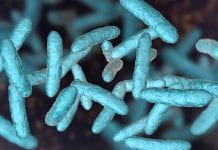 Gut microbiota: 2,000 unknown bacteria discovered in the human gut