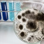 The crippling effects of Aspergillus fumigatus on the human immune system