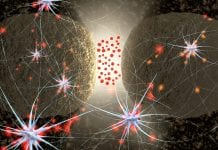 Can serotonin neurons give you cat-like reflexes? Can serotonin neurons give you cat-like reflexes?