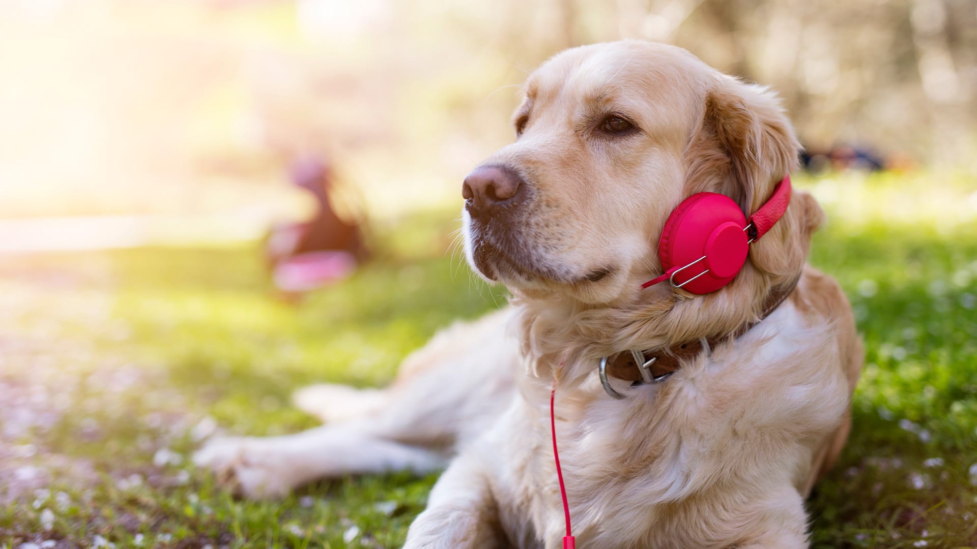 Music pets. Собака слушает. Собака музыка. Собака под музыку. Спотифай собака.