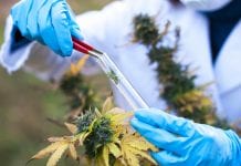Cannabis-based medicine to be tested in Azheimer’s trial