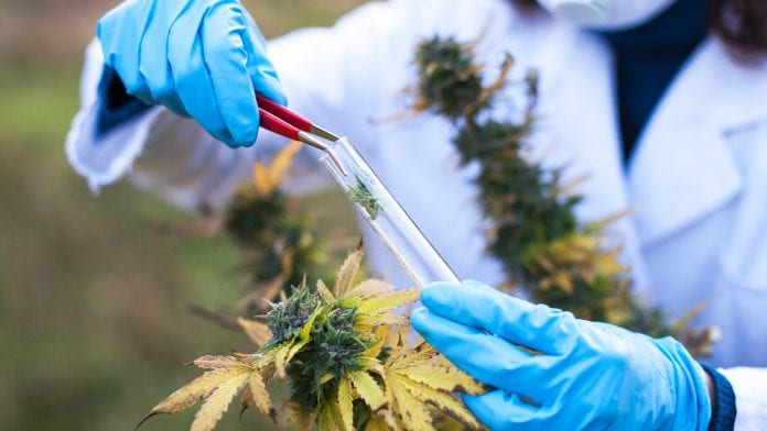Cannabis-based medicine to be tested in Azheimer’s trial
