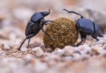 Can human pathogens be reduced by dung beetles and soil bacteria?