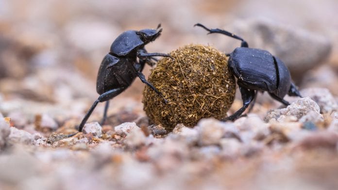 Can human pathogens be reduced by dung beetles and soil bacteria?