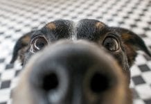 Can you sniff out the neurodegenerative disorder that is Parkinson’s?