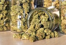 Learn how a Canadian company is seizing the cannabis drying market Learn how a Canadian company is seizing the cannabis drying market