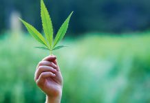 Learn about medical cannabis in the Czech Republic Learn about medical cannabis in the Czech Republic