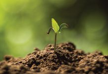 Let’s talk about Little Green Pharma and medicinal cannabis Let’s talk about Little Green Pharma and medicinal cannabis