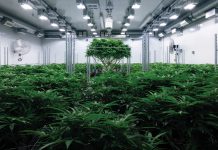 Zenabis Global assuming multiple roles in the medicinal cannabis industry worldwide Zenabis Global assuming multiple roles in the medicinal cannabis industry worldwide