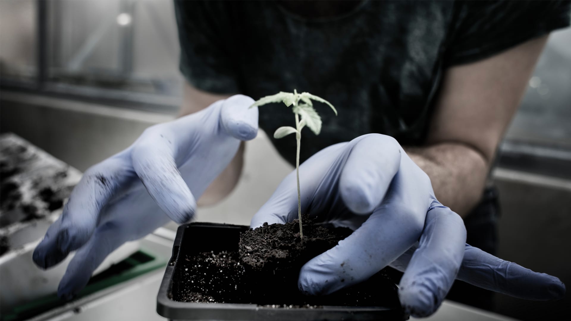 Czech Medical Herbs is at the forefront of medical grade cannabis distribution