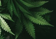 Rethinking cannabis scheduling: discover WHO’s recommendations Rethinking cannabis scheduling: discover WHO’s recommendations