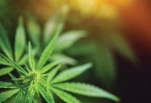 Meet RavenQuest BioMed, the leaders in Canada’s cannabis industry Meet RavenQuest BioMed, the leaders in Canada’s cannabis industry