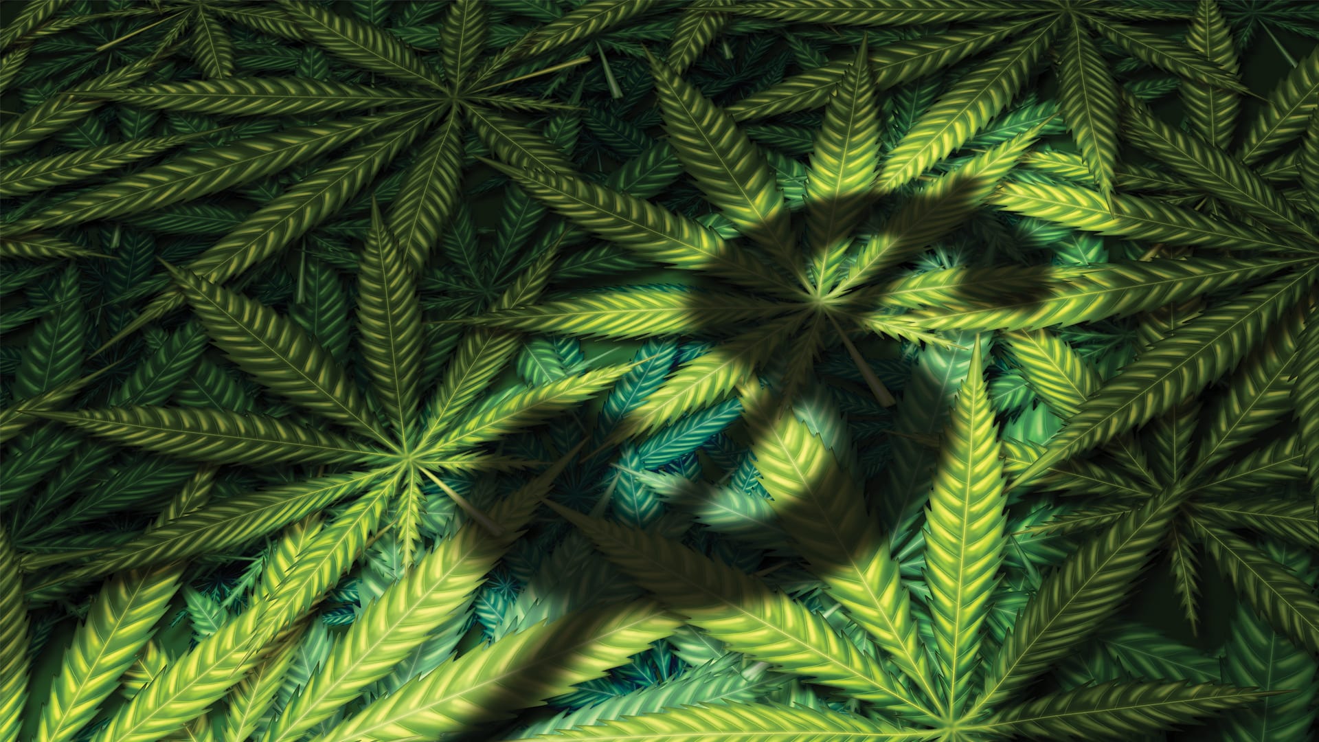 Evaluating the Canadian medical cannabis industry