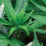 PharmaCann International is a welcome new entry in the European cannabis market