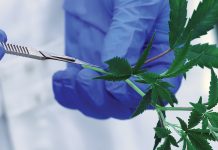 Wayland Group is going global as a medical cannabis producer