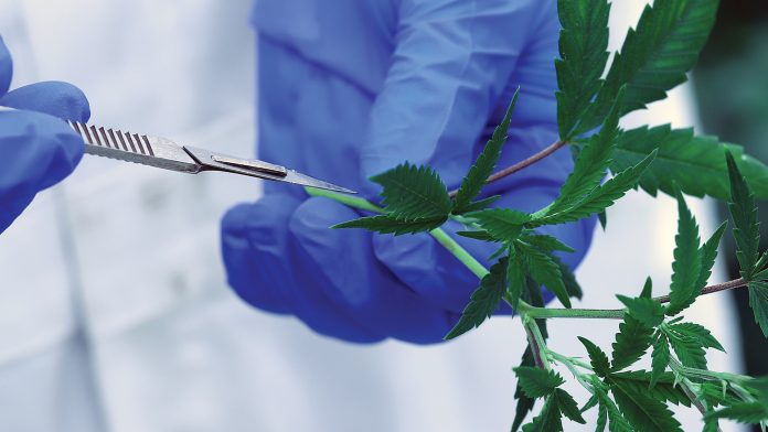 Wayland Group is going global as a medical cannabis producer