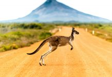 Holigen: from farm to pharmacy, taking on the worldwide medical cannabis market Holigen: from farm to pharmacy, taking on the worldwide medical cannabis market