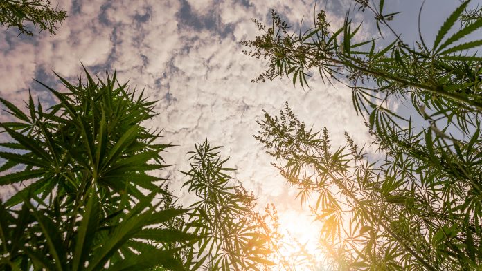 Tilray bringing medical cannabis cultivation, research and more to Portugal